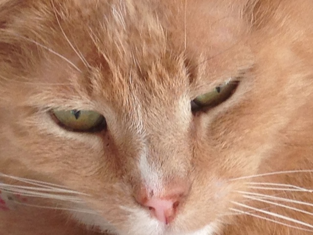 dierenkliniek aerdenhout