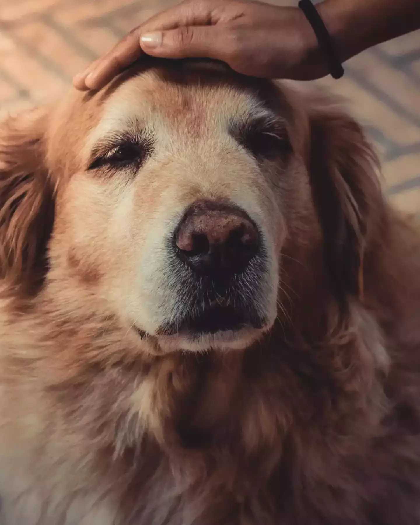 pexels-jnegrets-2123773