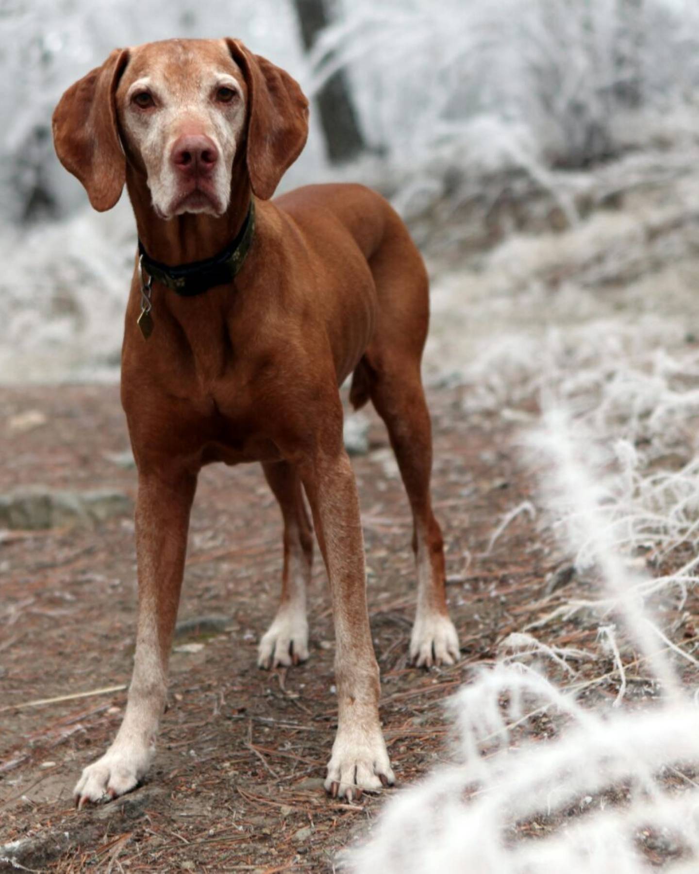 pexels-liz-tremblay-203837-631297